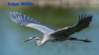 a bird flying over a body of water