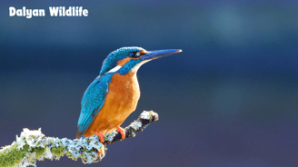 a bird with a blue beak