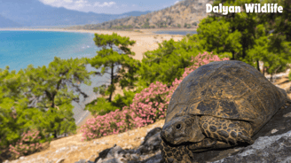 a turtle near flowers