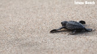 a caretta caretta walking on the sand