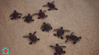 a group of baby turtles