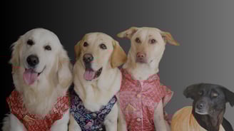 Founder of Cosmic Pet Care with rescue dogs – creating a home for the Pawdashians