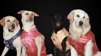 A family that rescued each other | | Dog Homestay Boarding