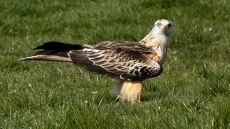 Red Kite Gigrin Farm Red Kite Centre Wales