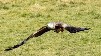 Red Kite Gigrin Farm Red Kite Centre Wales