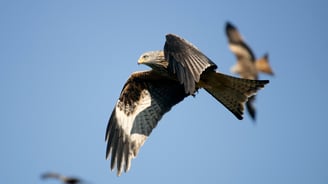 Red Kite Gigrin Farm Red Kite Centre Wales