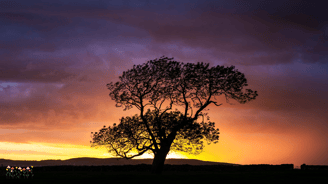 a view of a tree in the sunset