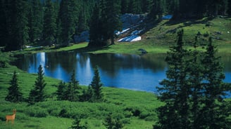a view of the nature near a lake