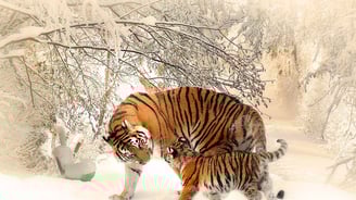 tigre avec bébé en train de jouer