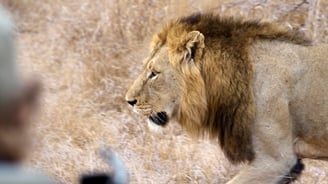 Male lion walking pass our vehicle very closely