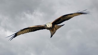 Red Kite Gigrin Farm Red Kite Centre Wales