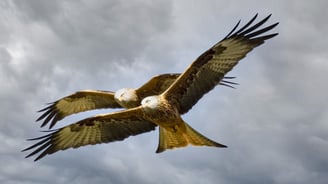 Red Kite Gigrin Farm Red Kite Centre Wales