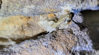 Oldest Dinosaur with tooth enamel upclose.