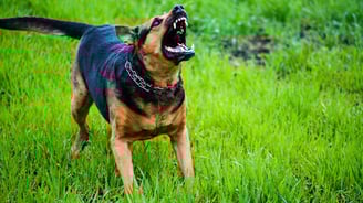 Zoofobia (Medo de Animais)