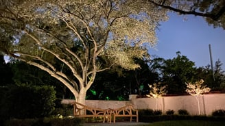 tree canopy up lighting