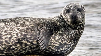 Seal on West Coast of Arran, Scotland