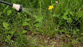 dandelion being sprayed with weed killer