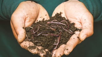 Worm castings houseplant fertilizer