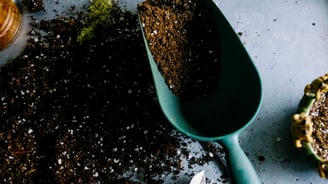 How to sterilize houseplant soil