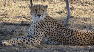 Cheetah © Robyn Grieves-Cook