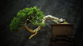 asia-bonsai-tree-wabi-sabi