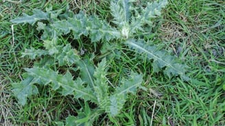 thistle weed example