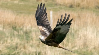 Red Kite Dumfries and Galloway Kite Trail