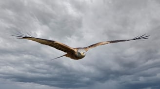 Red Kite Gigrin Farm Red Kite Centre Wales