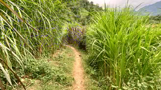 a path leading to a lush green field