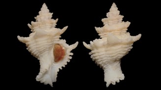 Babelomurex benoiti anatomical specimen