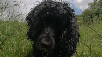 a black dog with a red collar and a red collared collared collared