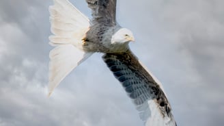 Red Kite Gigrin Farm Red Kite Centre Wales