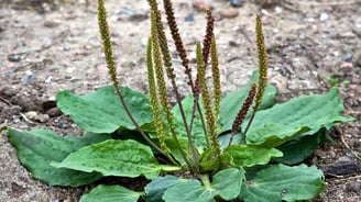 plantain weed example