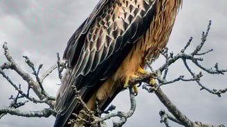 Red Kite Gigrin Farm Red Kite Centre Wales