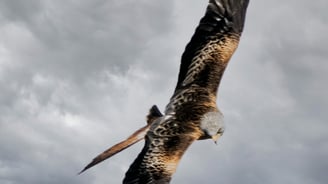 Red Kite Dumfries and Galloway Kite Trail