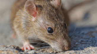 rat