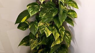 Epipremnum Aureum on diy moss pole