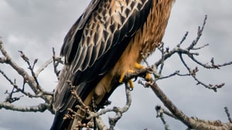 Red Kite Gigrin Farm Red Kite Centre Wales