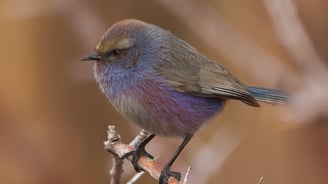 White-browed Tit-warbler