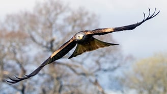 Red Kite Gigrin Farm Red Kite Centre Wales