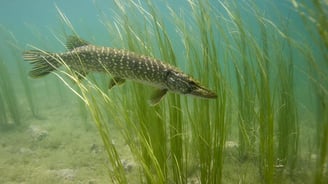 un brochet est a l'affut dans les herbes aquatique
