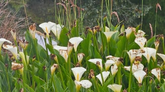 Arums au lac du piton de l'eau