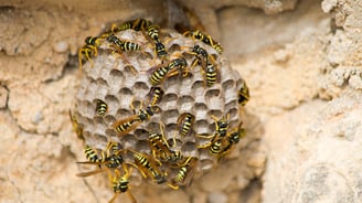 Entreprise destruction nid de guêpes à Valence dans la Drôme