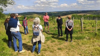 Explanations by the winemaker between the vines