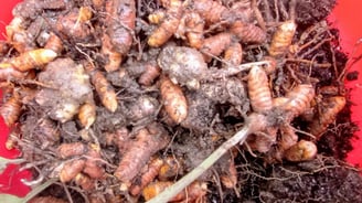 Yuma Eco Farm - organic Curcunin for cooking on the farm