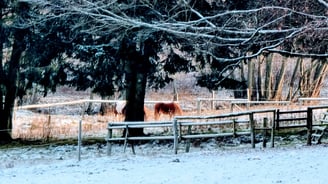 Aubachtal im Winter