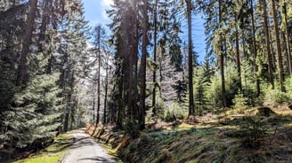 Feldberg Südseite im Frühling