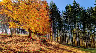 Fauleberg im Herbst