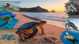 a collage of a variety of caretta caretta