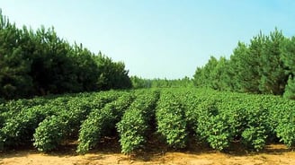 Unlocking the Potential of Agroforestry in India: A Comprehensive Analysis